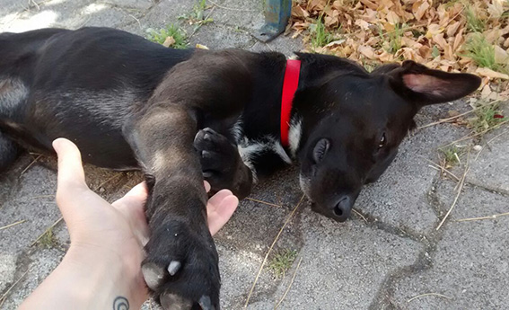 ROBY, cucciolotto dagli occhi di velluto - Foto 5