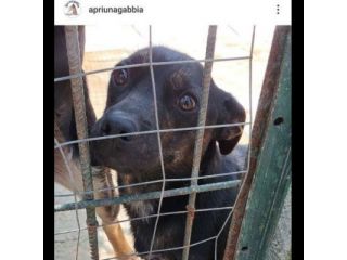 GUGLIELMINO 8 CHILI DI TENEREZZA CAGNOLINO IN ADOZIONE