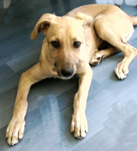 SUGAR e amichetta, cuccioli dolcissimi - Foto 3