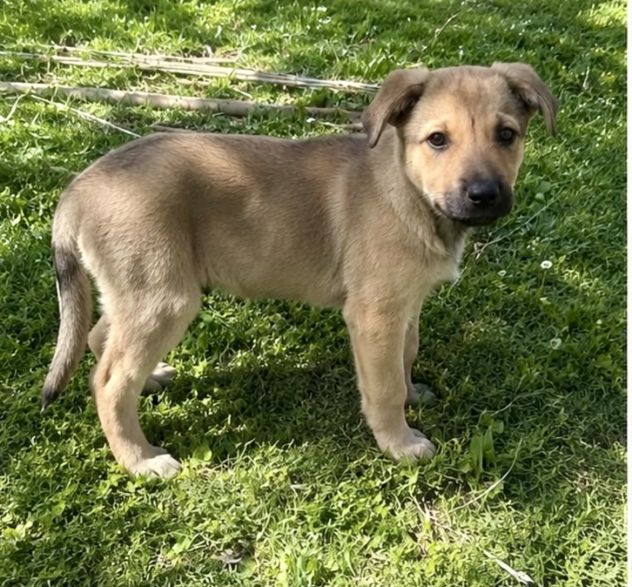 Cucciola femmina taglia contenuta - Foto 2