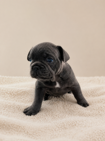 Ultime 2 cucciole di Bulldog Francese disponibili. - Foto 8