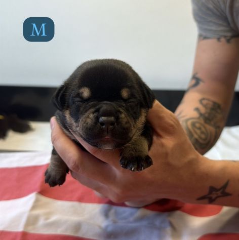 CUCCIOLI AMERICAN BULLY - Foto 4
