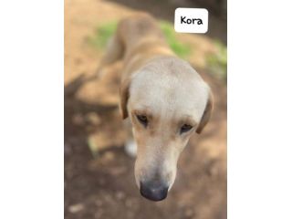 Kora simil labrador