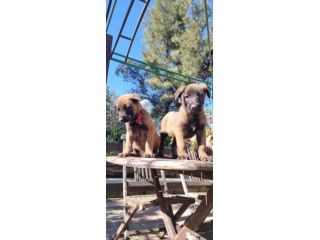 Allevamento e Cuccioli Pastore Belga Malinois in Calabria