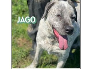 JAGO E ZENO ADORABILI TENERONI CANI IN ADOZIONE DI COPPIA tg MEDIA