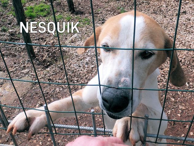 Nesquik segugio allegro e affettuoso - Foto 3