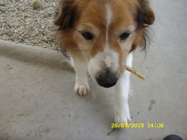 TOMMY, adozione del cuore - Foto 5