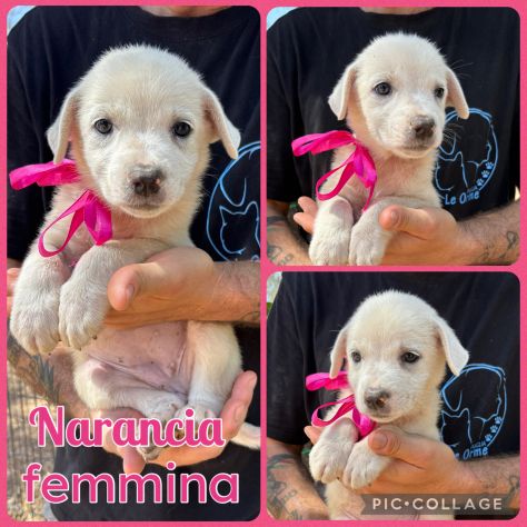Regalo cuccioli - Foto 2