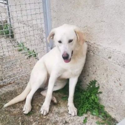LIBECCIO buonissimo e pacato, aspetta una famiglia, cane in adozione - Foto 7