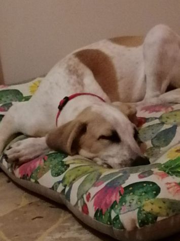 MAYA, affettuosa cucciola - Foto 5