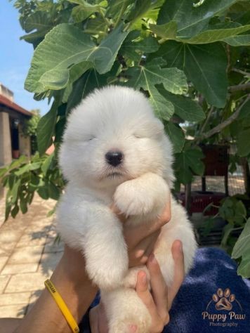 Cuccioli Samoiedo pedigree Enci/FCI - Foto 3