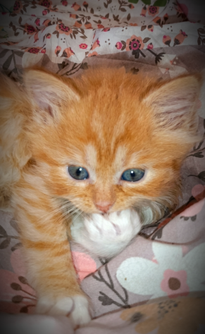 Bellissimi gattini Siberianiani pedigree Enfi - Foto 3
