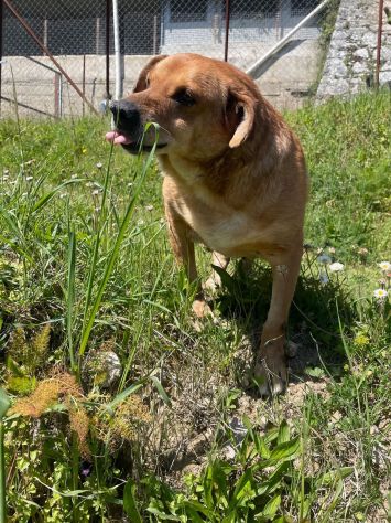 VICTOR TIMIDO E TRANQUILLO, CAGNOLINO IN ADOZIONE - Foto 3