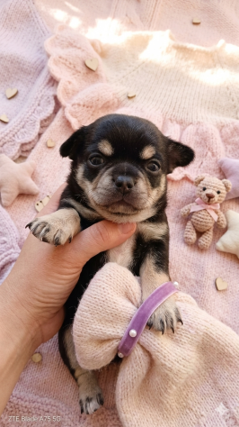 Cuccioli di chihuahua - Foto 2