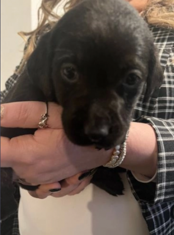 cuccioli di Labrador