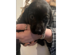 cuccioli di Labrador