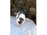 American Staffordshire Terrier pedigree