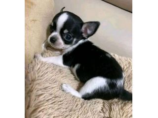 CHIHUAHUA TOY CUCCIOLI- pagamento fino a 12 mesi