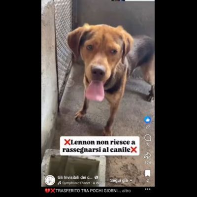 LENNON UNA DOLCEZZA DA SALVARE CANE IN ADOZIONE - Foto 6