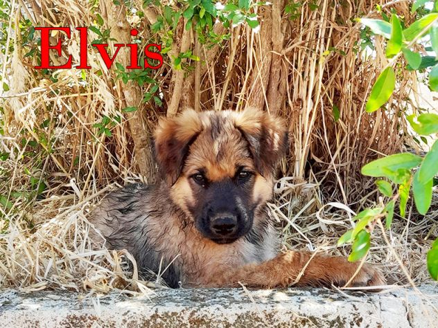 Locky ed Elvis bellissimi cuccioli taglia grande