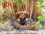 Locky ed Elvis bellissimi cuccioli taglia grande