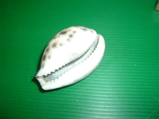 Conchiglie di mare ( 2 ) - Foto 3