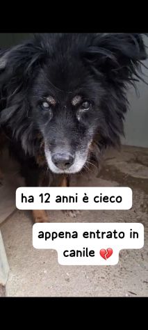 NATALINO 12 ANNI TAGLIA MEDIA CIECO IN CANILE - Foto 3