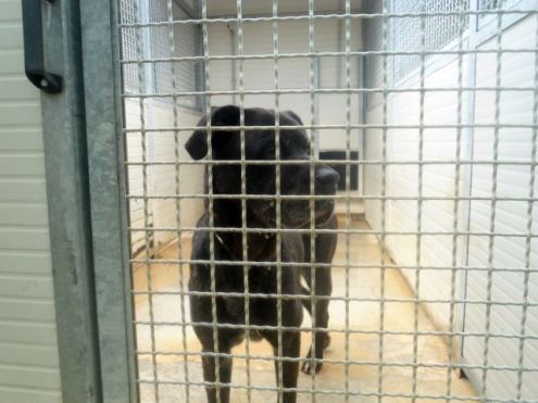 MARGOT, cane corso senior - Foto 3