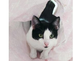 Zorro, micio dolce e affettuoso (FIV+, asintomatico)