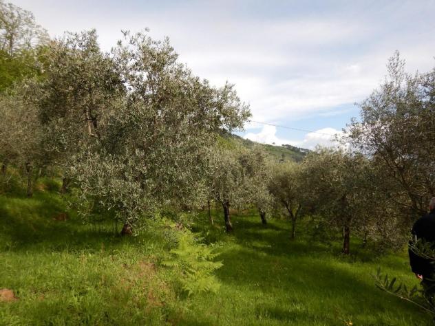 Terreno agricolo in vendita a Ruota - Capannori 1500 mq Rif: 1258452 - Foto 5