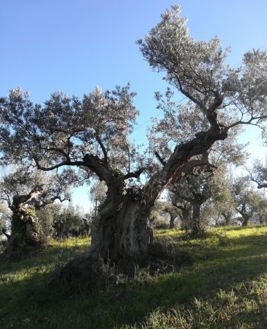 TERRENO EDIFICABILE AGRICOLO ROSCIANO - Foto 8