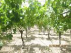 Vendo terreno agricolo - Foto 3