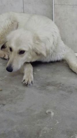 LUCE, giovane maremmana dolce e rassegnata - Foto 2