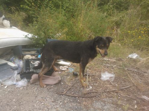 Tre cucciolotte in pericolo!! - Foto 3
