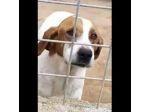 LINA DOLCISSIMA E BUONISSIMA CAGNOLINA IN ADOZIONE