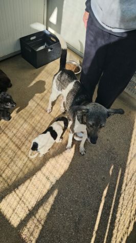 Mamma Cozza: dolce e socievole. Taglia contenuta - Foto 10