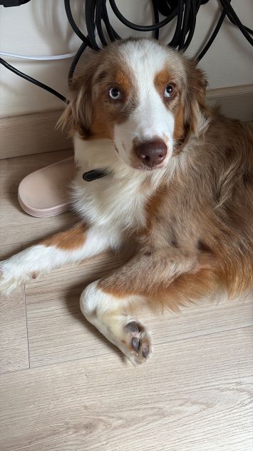 Miniature American shepherd - Foto 4