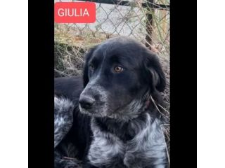 GIULIA e ODETTE una teglia per due CAGNOLINE IN ADOZIONE