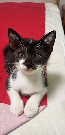 Ringo gattino