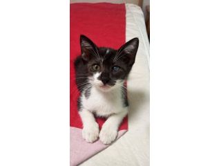 Ringo gattino