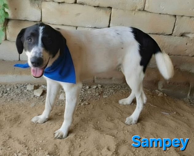SAMPEY - Foto 7