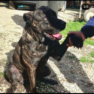 LENNY MAGNIFICA CAGNOLONA IN ADOZIONE - Foto 5