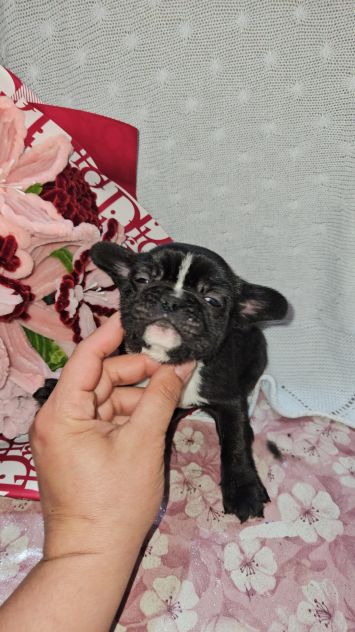 Bulldog francese - Foto 3