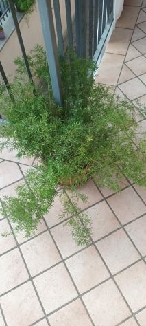 PIANTE ASPARIGINE - Foto 3