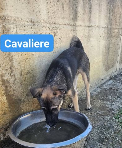 LORICA E CAVALIERE CUCCIOLI IN ADOZIONE - Foto 7