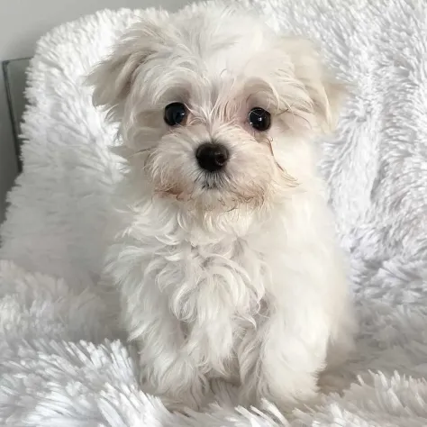 maltese cuccioli