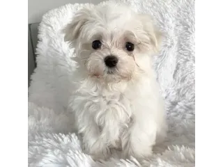 maltese cuccioli