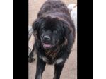 BLACKY DONIAMOGLI LA SUA OCCASIONE CANE IN ADOZIONE