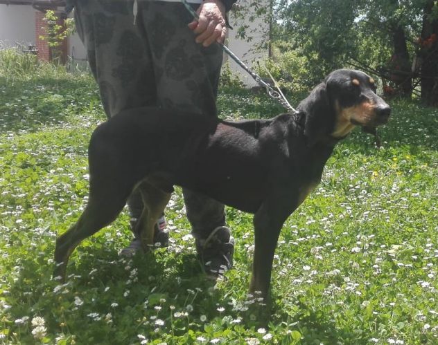 DANKO, splendido mix segugio - Foto 6