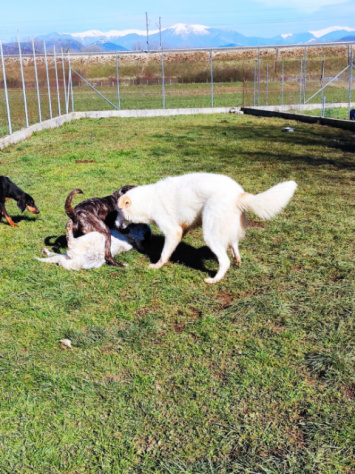 CUCCIOLO IN ADOZIONE - Foto 5